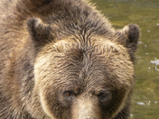 Grizzly Bear Portrait 84 of 98