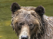Grizzly Bear Portrait 85 of 98