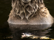 Grizzly Bear Portrait 86 if 98