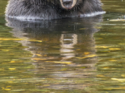Grizzly Bear Portrait 87 if 98