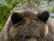 Grizzly Bear Portrait 88 of 98