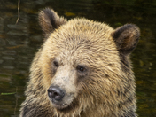 Grizzly Bear Portrait 90 of 98