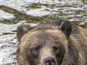 Grizzly Bear Portrait 91 of 98
