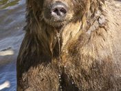 Grizzly Bear Portrait 92 if 98