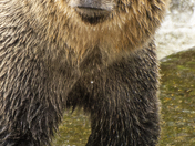 Grizzly Bear Portrait 93 of 98