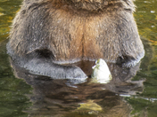 Grizzly Bear Portrait 94 of 98