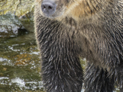 Grizzly Bear Portrait 96 of 98