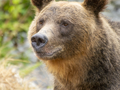 Grizzly Bear Portrait 97 of 98