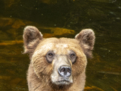 Grizzly Bear Portrait 98 of 98
