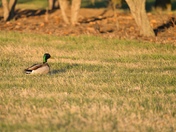 a Mallard, resting