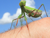 Another praying mantis this time on my hand.