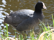 A Coot being cootie