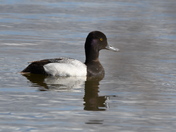 A male Lesser Scaup
