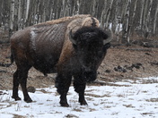 Bison of Elk Island National Park 