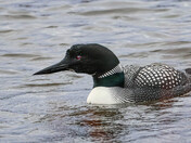 Loon