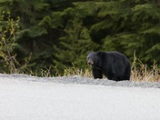 Bear in Callahan Valley 