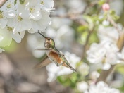 Enjoying the Blossoms