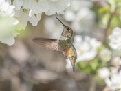 Apple Blossoms