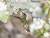 Sweet Blooms