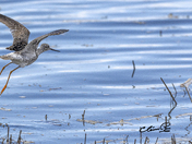 Greater Yellowlegs