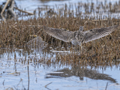 Greater Yellowlegs