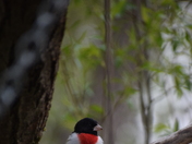 Rose-breasted grosbeak