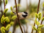 Willow Warble
