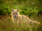 Eavesdropper