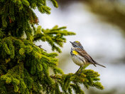 Spruce Spectator