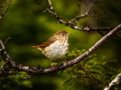 Woodland Whisper