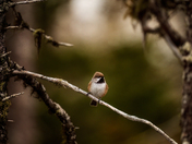 Tawny Traveler