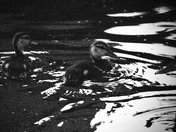 Mallard Ducklings