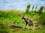 Coastal Crossfox