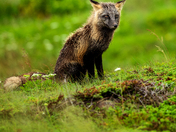 Grizzled Guardian