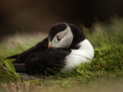 Puffin Pose