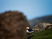 Seaside Sentinel