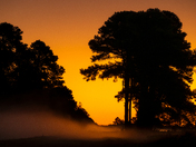 Amber Awakening