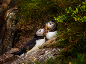 Cliffside Confidants