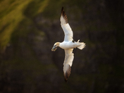 Gannet Glide