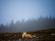 Foggy Fox
