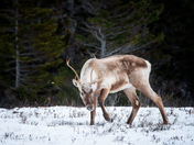 Winter Wander