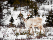 Snowbound Sovereign