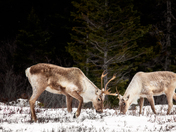 Frosty Fellowship
