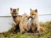 Trio Of Tenderness