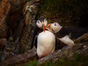 Beak To Beak Bonds