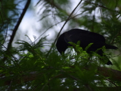 American Crow 