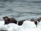 Ice Bound Slumber