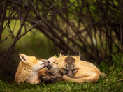 A Lick Of Love