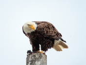 The High Watch