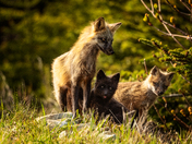 Golden Hour Guardians